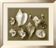 Shell Collector Series Ii by Renee Stramel Limited Edition Print