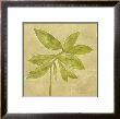 Leaf Fresco Iii by David Dauncey Limited Edition Pricing Art Print
