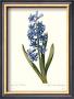 Hyacinth by Pierre-Joseph Redouté Limited Edition Pricing Art Print