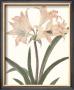 Amaryllis by Peter Brown Limited Edition Print