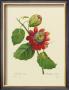 Passion Flower by Pierre-Joseph Redoute Limited Edition Print