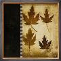 Maple Leaves Iv by Kimberly Poloson Limited Edition Print