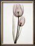 Tulipa Ii by Albert Koetsier Limited Edition Print