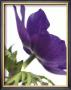 Floral Saturation Iii by Boyce Watt Limited Edition Print