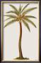 Coconut Palm Tree by Georg Dionysius Ehret Limited Edition Print
