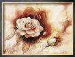 Rose Shadow Ii by Karin Valk Limited Edition Print