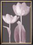 Classic Tulips I by Katja Marzahn Limited Edition Pricing Art Print