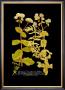 Weinmann Botanical On Black Iii by Johann Wilhelm Weinmann Limited Edition Print