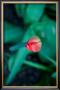 Tulip by Antonia Illsley Limited Edition Print