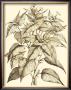 Sepia Munting Foliage Iii by Abraham Munting Limited Edition Print