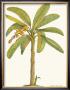 Banana Plant by Georg Dionysius Ehret Limited Edition Pricing Art Print