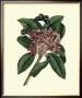 Plumeria by Georg Dionysius Ehret Limited Edition Pricing Art Print