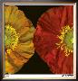 Red & Yellow Poppy Ii by Pip Bloomfield Limited Edition Print