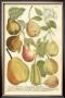 Plentiful Pears Ii by Johann Wilhelm Weinmann Limited Edition Print