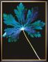 Photogram by Hazel Barrett Limited Edition Print