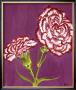 Purple And White Carnations by Elise Ferguson Limited Edition Print