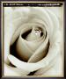 Rose Swirl by Alan Majchrowicz Limited Edition Print