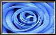 Blue Rose by Stephen Lebovits Limited Edition Pricing Art Print