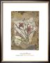Tigerlily And Lace by David Hewitt Limited Edition Pricing Art Print