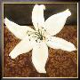 White Lily by Tamara Wright Limited Edition Print