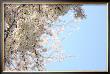 Japanese Cherry Blossom, Sakura Iii by Ryuji Adachi Limited Edition Print