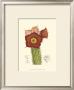 Flowering Cactus Ii by Samuel Curtis Limited Edition Print