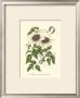 Blossoming Vine Vi by Sydenham Teast Edwards Limited Edition Print