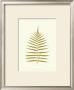 Lowes Fern Iv by Edward Lowe Limited Edition Pricing Art Print