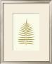 Lowes Fern Iv by Edward Lowe Limited Edition Print