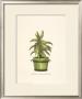 Cacti In A Green Pot by Johann Wilhelm Weinmann Limited Edition Pricing Art Print