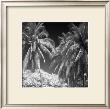 Palm Trees Iii by Jean-François Dupuis Limited Edition Pricing Art Print