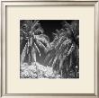 Palm Trees Iii by Jean-Francois Dupuis Limited Edition Pricing Art Print