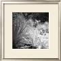 Tropical Plants Ii by Jean-Francois Dupuis Limited Edition Pricing Art Print