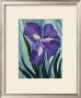 Blue Iris by Mary Stubberfield Limited Edition Print
