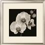 Three Flowers by Nelson Figueredo Limited Edition Pricing Art Print