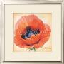 Papaver Orientale by Annemarie Peter-Jaumann Limited Edition Pricing Art Print