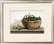 Holly by Pauline Eble Campanelli Limited Edition Pricing Art Print