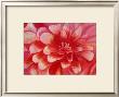 Red Dahlia by Mary Stubberfield Limited Edition Pricing Art Print