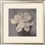 Gardenia In Clay Pot by Carnochan Limited Edition Pricing Art Print