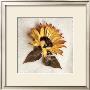 Sand Sunflower by Donna Geissler Limited Edition Print