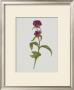 Dreary Purple Gentian by Moritz Michael Daffinger Limited Edition Pricing Art Print