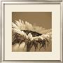 Sepia Sunflower Ii by Jean-Francois Dupuis Limited Edition Print