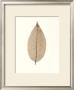 Chinese Magnolia by Alan Blaustein Limited Edition Pricing Art Print