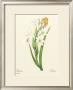 White Tuberose by Pierre-Joseph Redouté Limited Edition Pricing Art Print