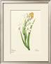 White Tuberose by Pierre-Joseph Redoute Limited Edition Pricing Art Print