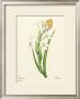 White Tuberose by Pierre-Joseph Redoutã© Limited Edition Print