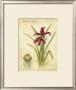 Jacobean Lily by Meg Page Limited Edition Pricing Art Print