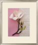 Emma's Garden Magnolia by Deborah Schenck Limited Edition Print