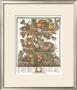 Twelve Months Of Fruits, 1732, June by Robert Furber Limited Edition Print