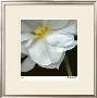 O'keeffe Jonquil by Pip Bloomfield Limited Edition Print